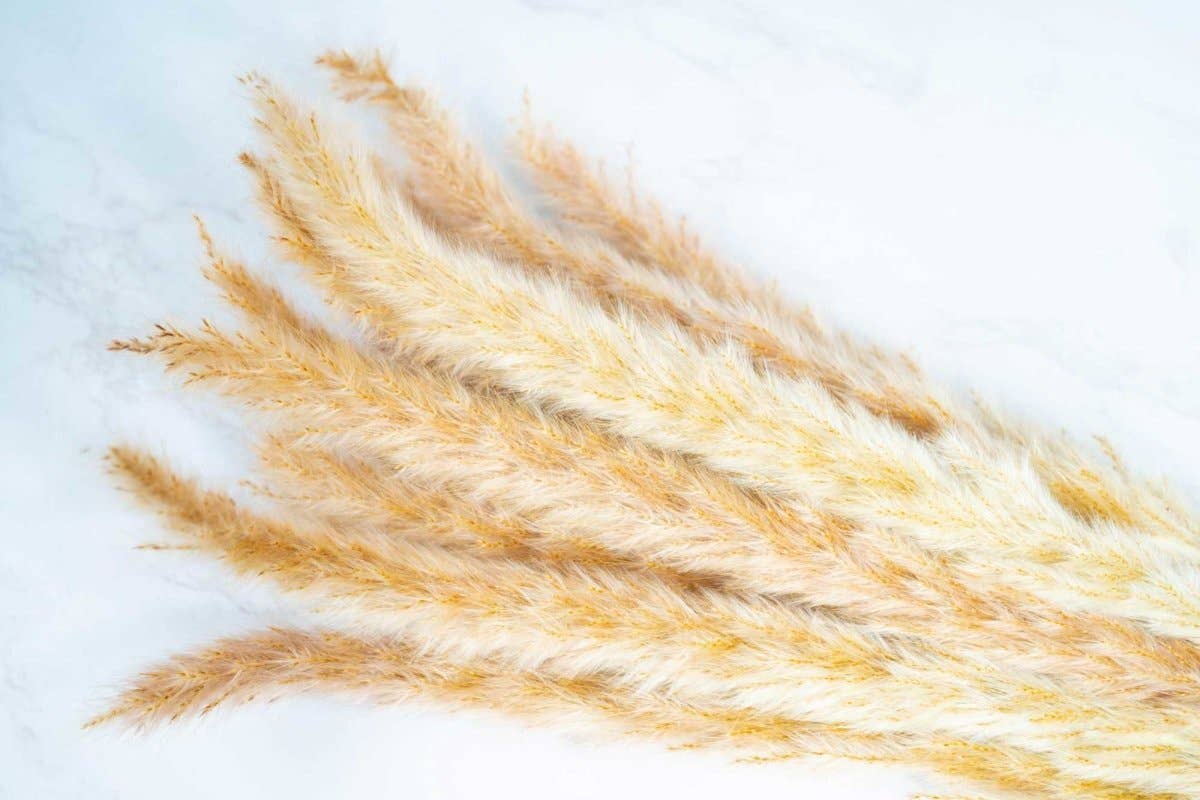 Mini Pampas - Brown: 3 bunch (3 oz)