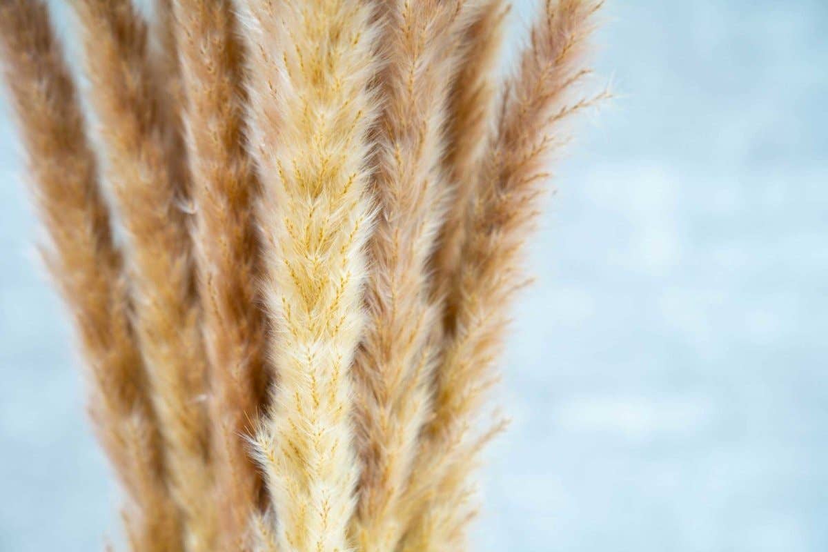 Mini Pampas - Brown: 3 bunch (3 oz)