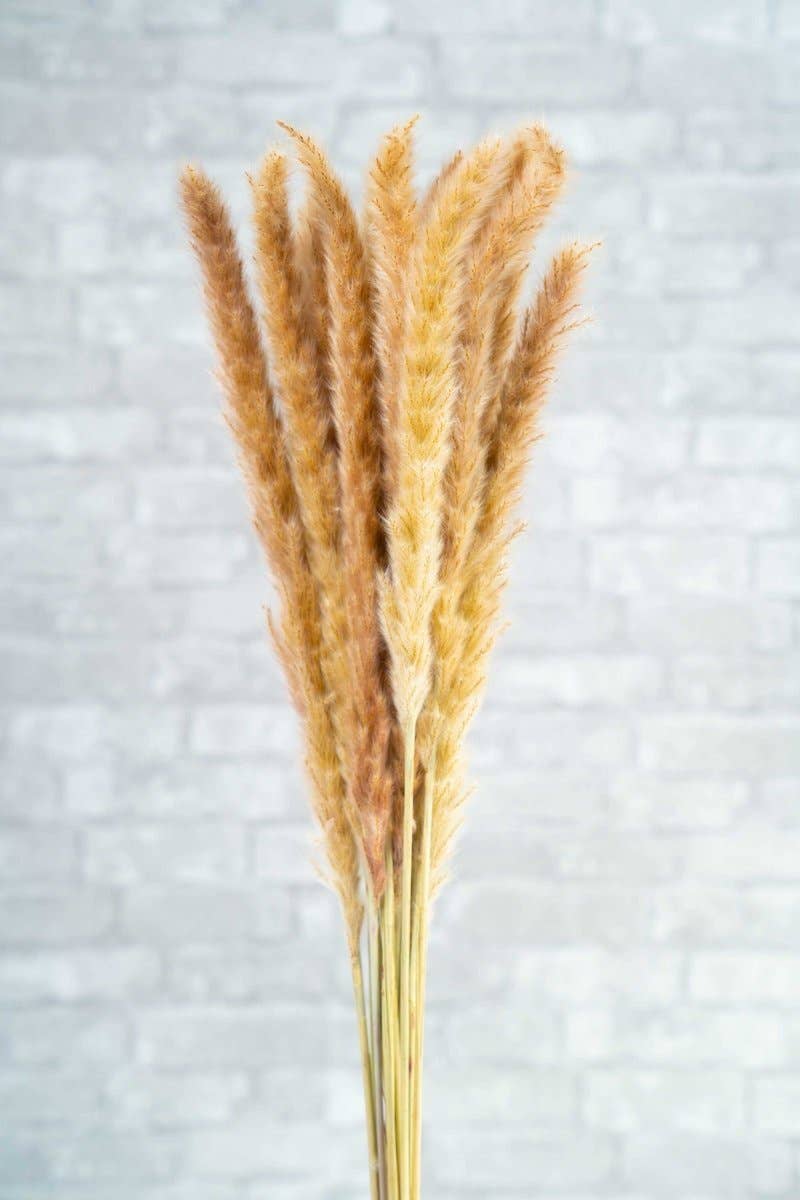 Mini Pampas - Brown: 3 bunch (3 oz)