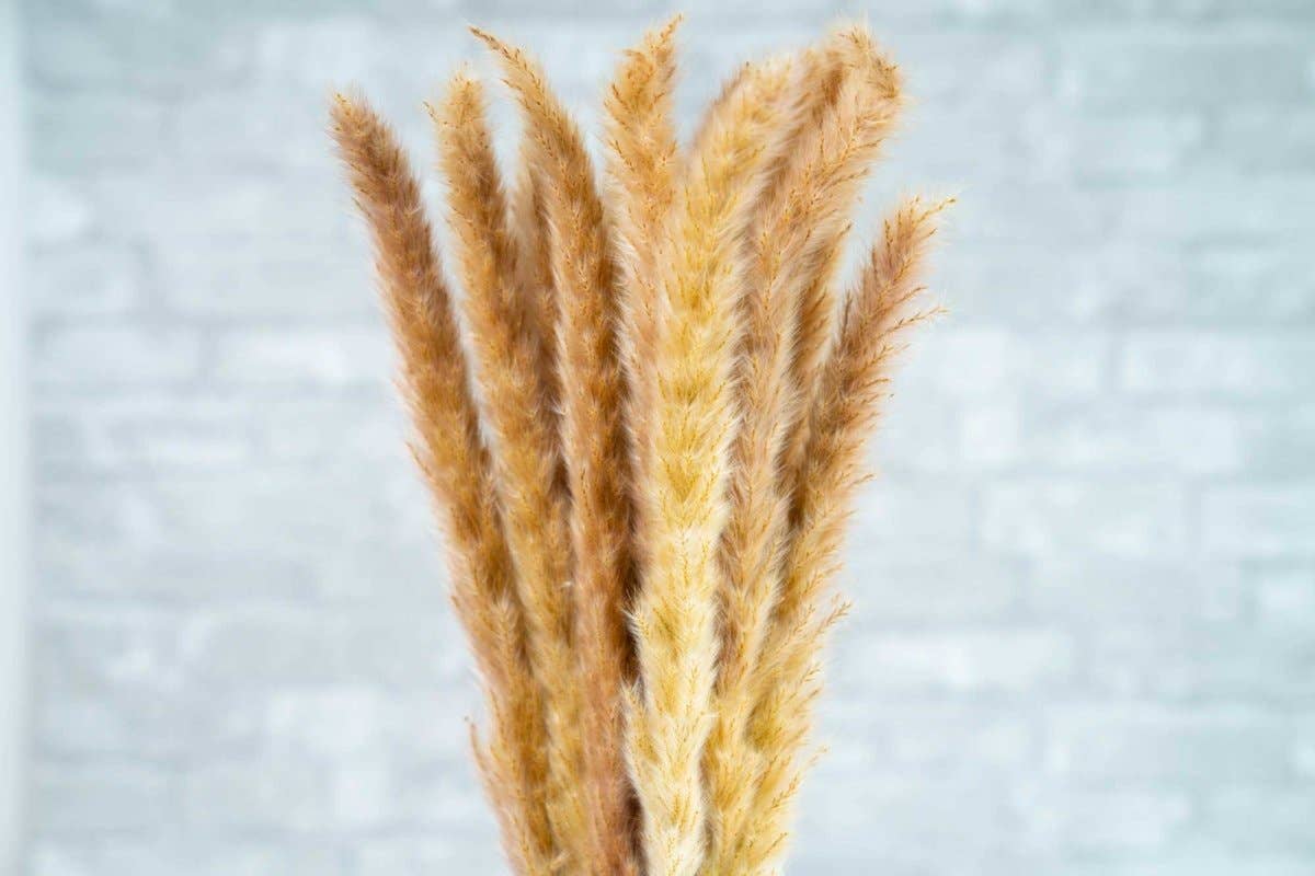 Mini Pampas - Brown: 3 bunch (3 oz)