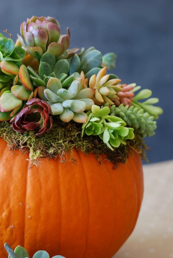 Sips & Succulents at Kingman Estates - Saturday, October 16th @ 2pm