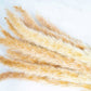 Mini Pampas - Brown: 3 bunch (3 oz)