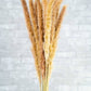 Mini Pampas - Brown: 3 bunch (3 oz)